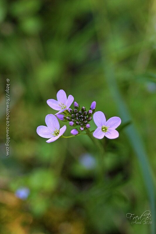 Cardamine pratensis