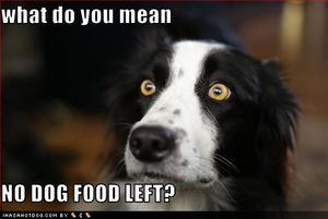 funny_dog_pictures_dog_food