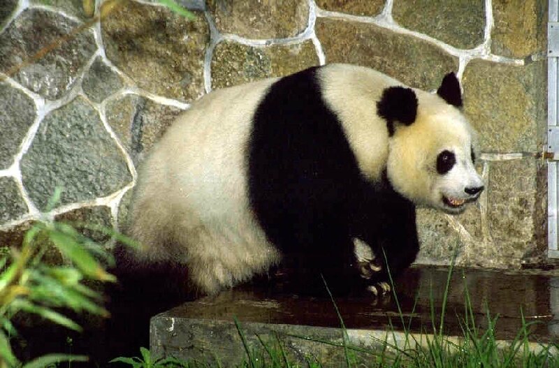 Panda_femelle_2