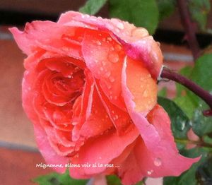 rose jardin