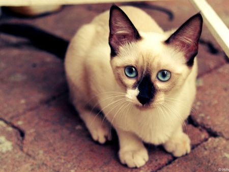 siamese_cat01