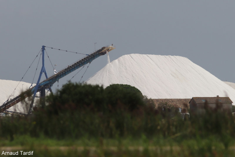 00483 Camargue Septembre 2022 - Le salin d'Aigues-Mortes