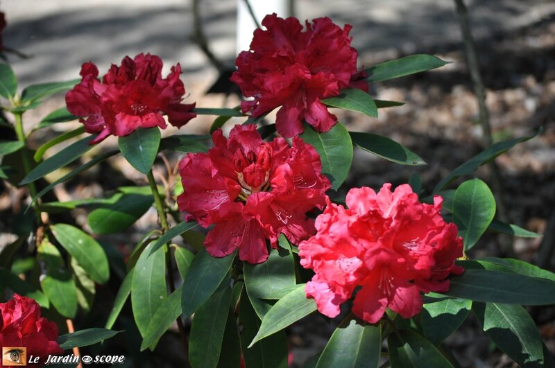 Rhododendronen fleurs rouges