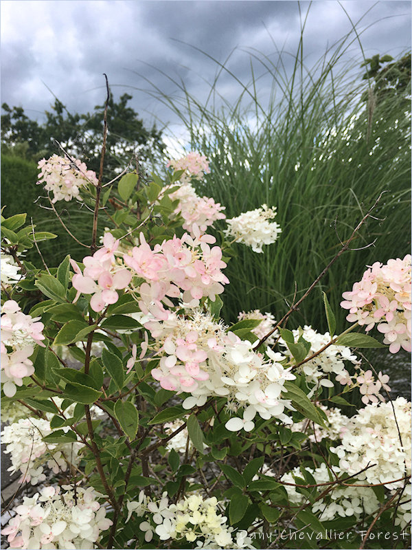 hydrangea