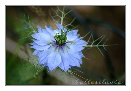 fleur_bleue__1600x1200_