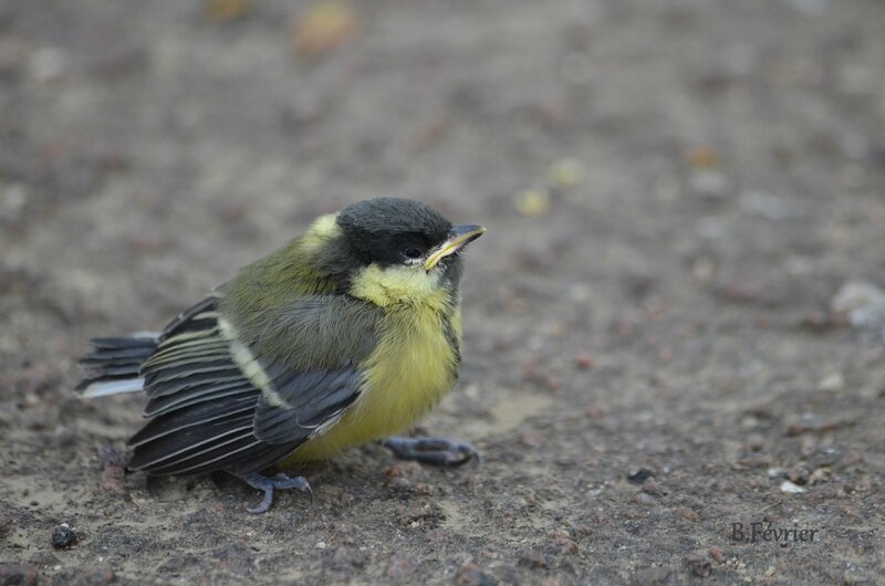 Mésange charbonnière (Parus major)