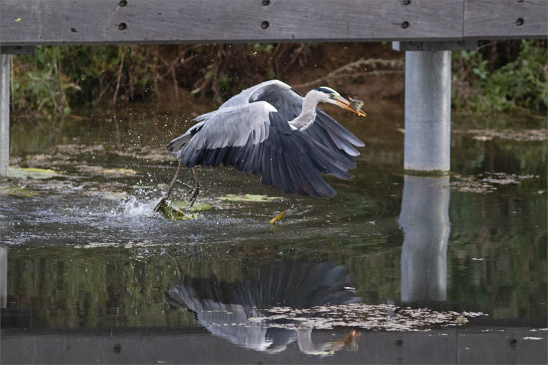 Oiseau héron plonge pêche 181021 ym 8