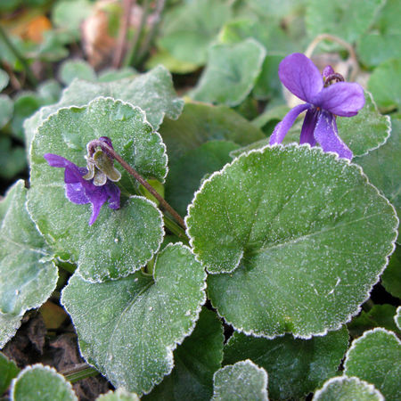 violettes_givr_es__