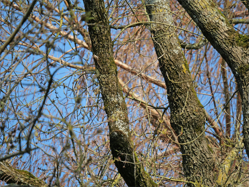 Oiseau grimpereau 040323 7 ym