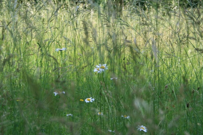 Fleurs des champs