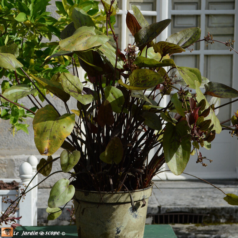 PAT_2004-echinodorus-indian-summer