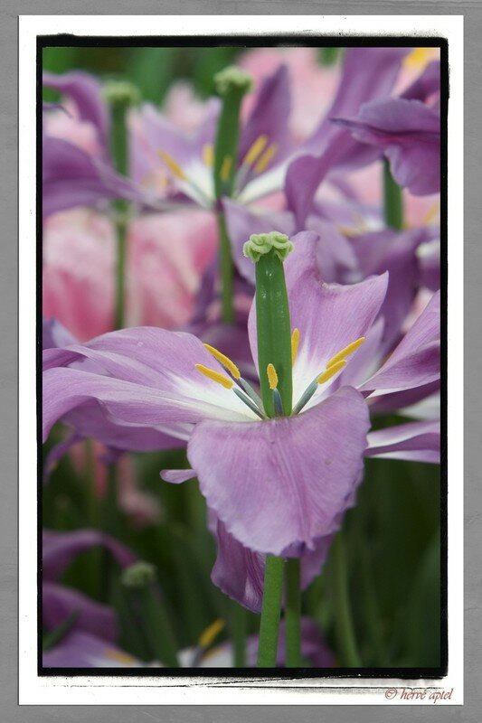 IMG_1732purple dreamcopie3