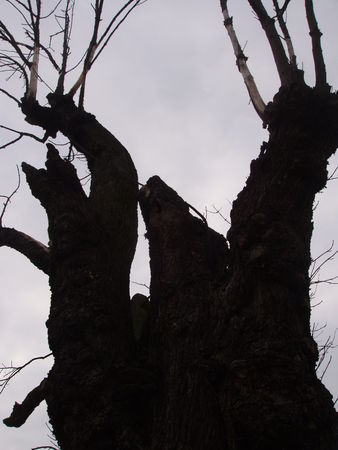 arbre_gibet_022