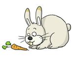 lapin-carotte