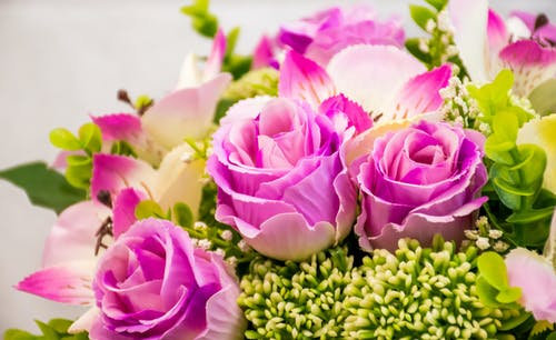 roses_7