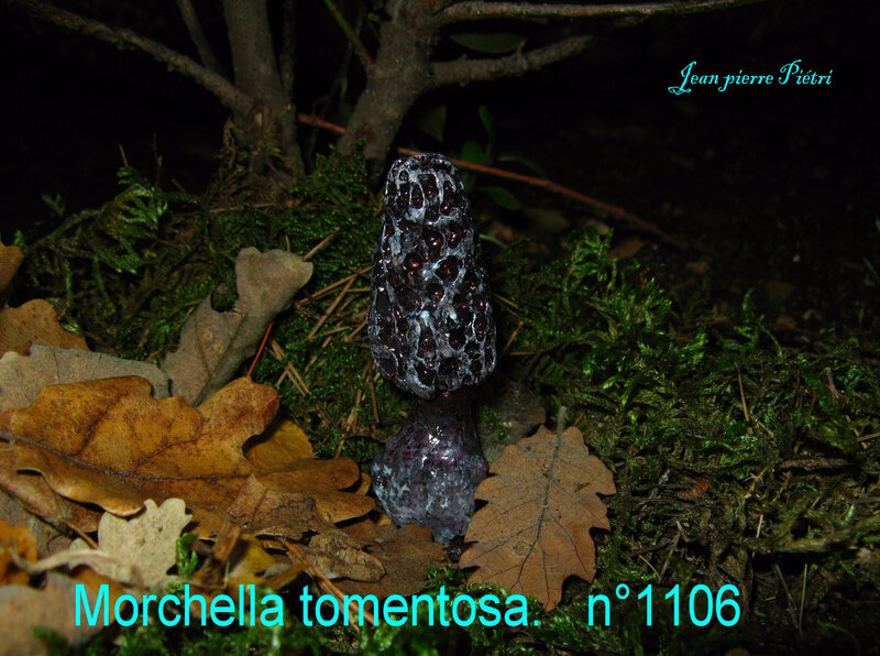 Morchella tomentosa n°1106