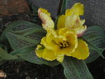 Tulipes_02_04_2009__005
