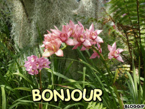 bonjour orchidées 52