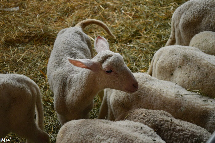 180429_ferme_routes_4