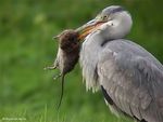 heron_cendre_mvdt_1g