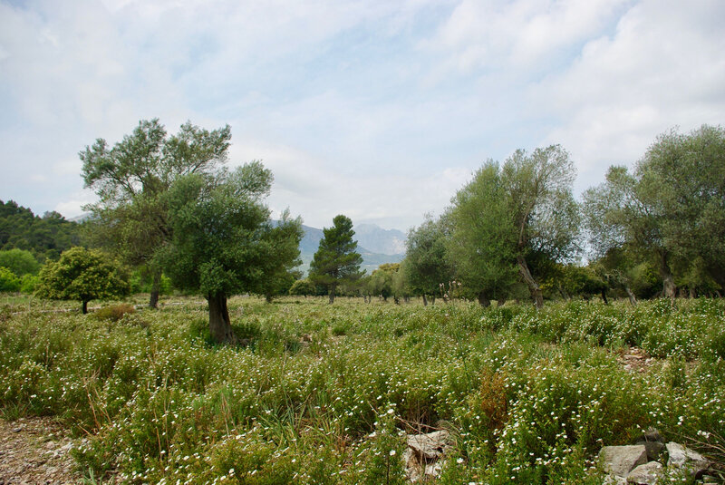 Champ de cystes et d'oliviers