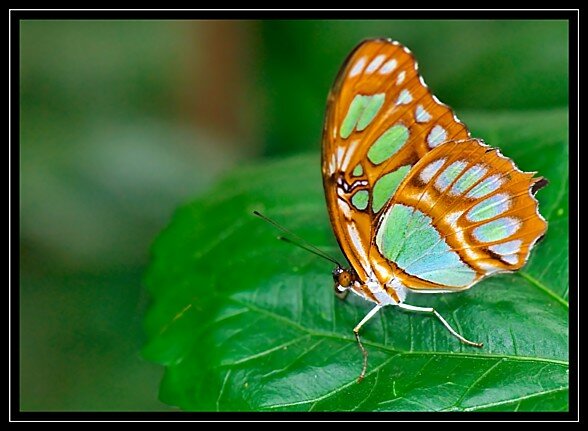 papillon33_petit