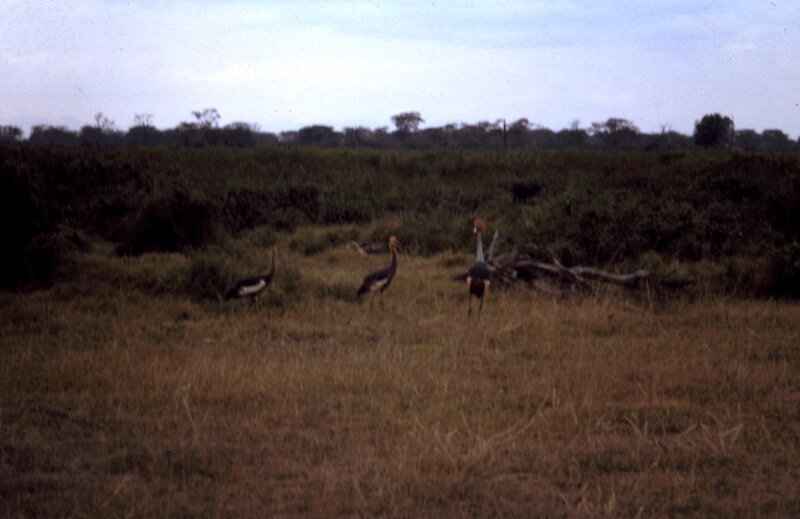 amboseli oiseaux s