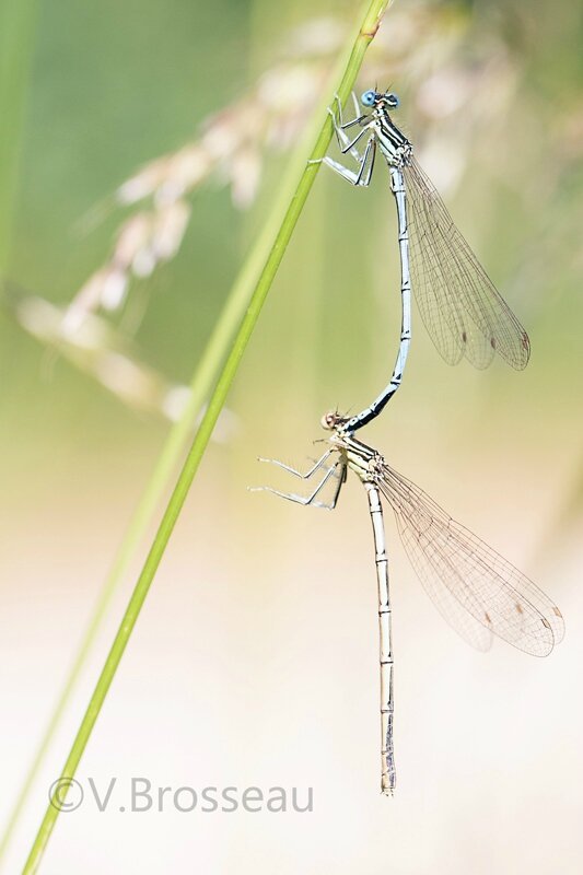 agrion15-04