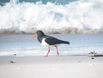 IMG_9210_oiseau_Tasmanie_Friendly_Beaches___kiketcadou