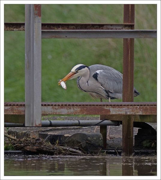 ville lulu2 heron pech 120413 4