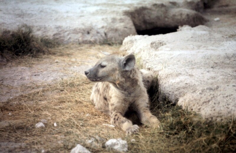 amboseli hyene d