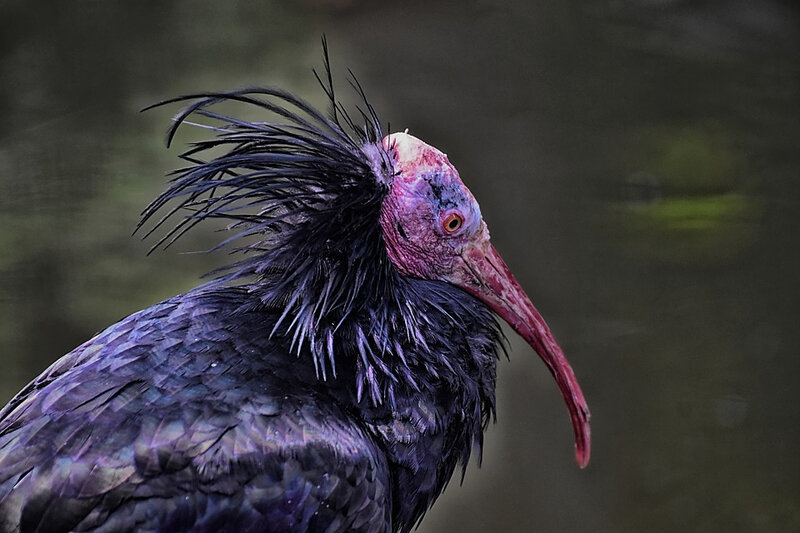 ibis chauve