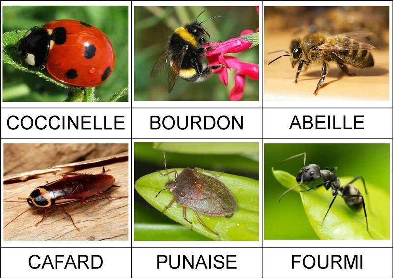 Insectes fiches