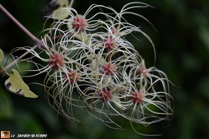 Clematite