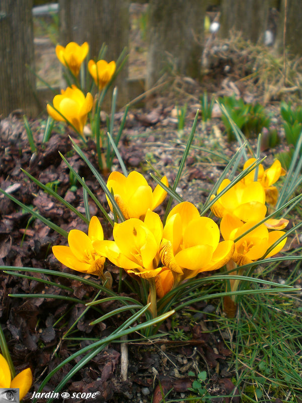 Crocus 'Flavus' • Famille des Iridaceae