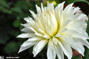 Dahlia_blanc_neige