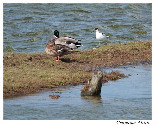 voyage_aves_texel_2012_09_29__14