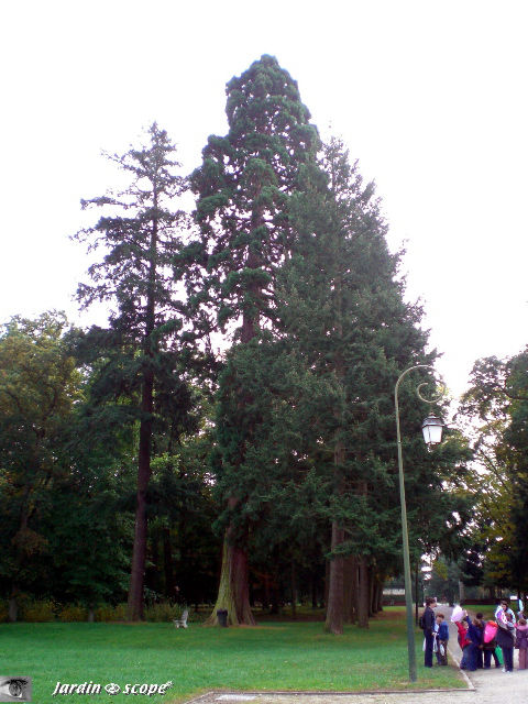 Séquoia géant • Sequoiadendron giganteum