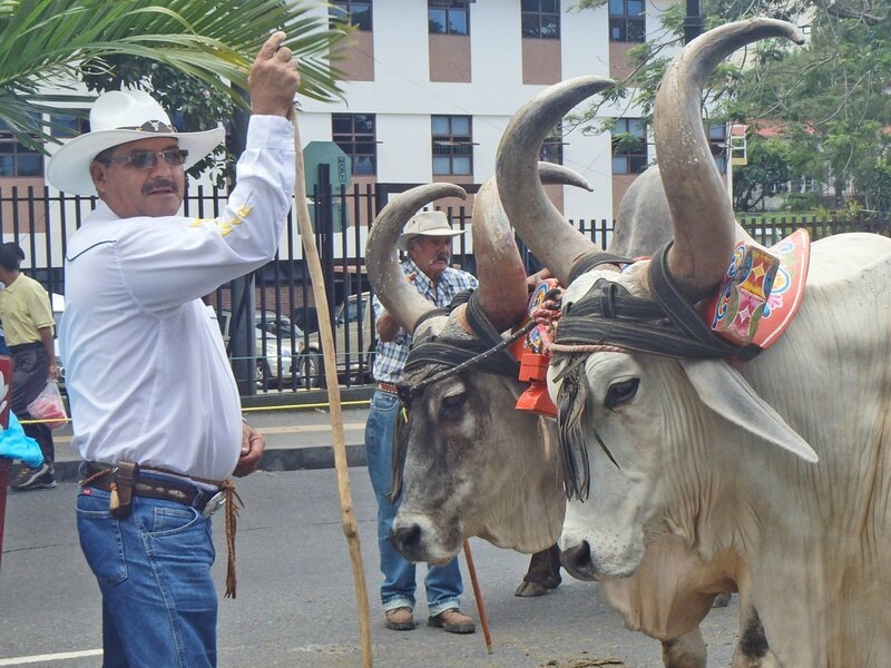 CR 1 San Jose styl 2015 21 procession boeufs