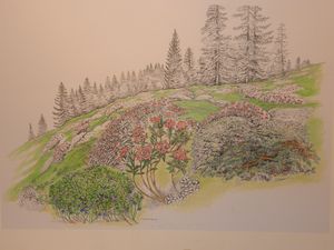 illustration Villaroger 14 Lande à rhododendron