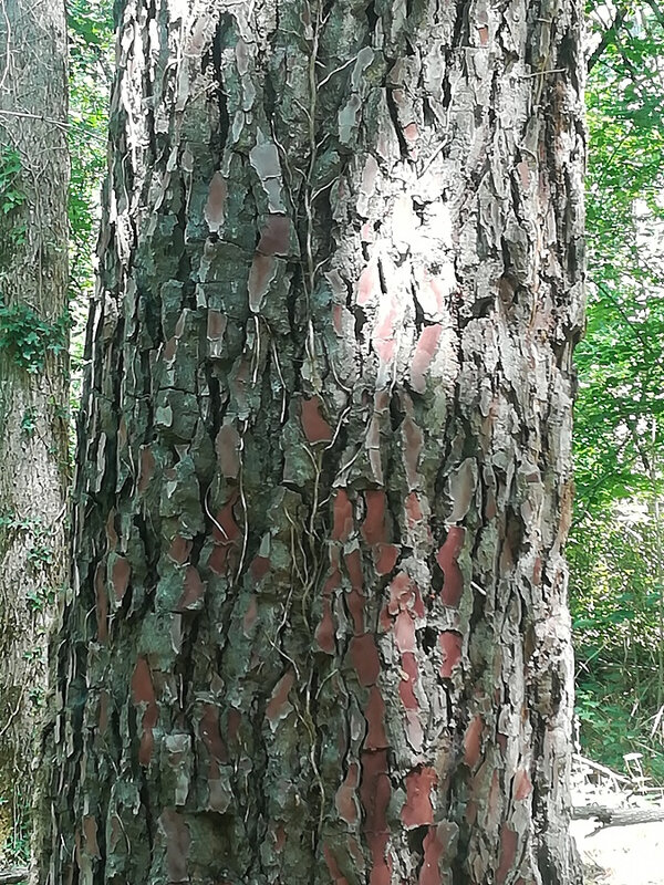 46