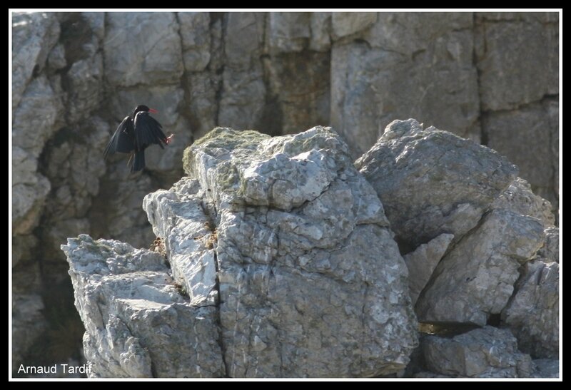 001803 Plomodiern - La Presqu'Ile de Crozon - La Pointe de Pen-Hir - Crave à Bec Rouge blog 2