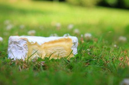 article_camembert