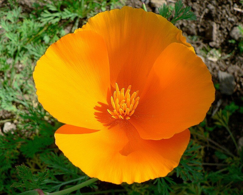 eschscholtzia (pavot de Californie)
