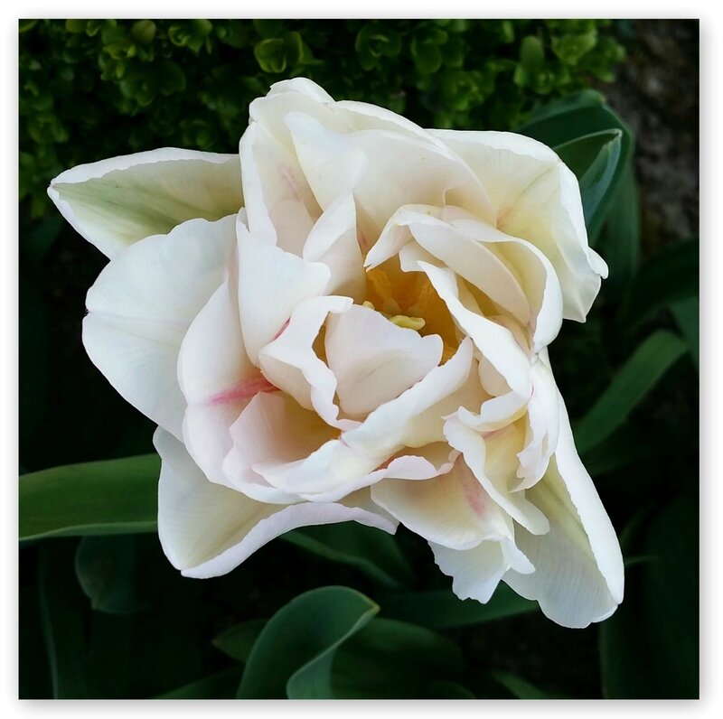 15 04 13 Tulipe creme&rose