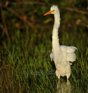 G_Aigrette__4_