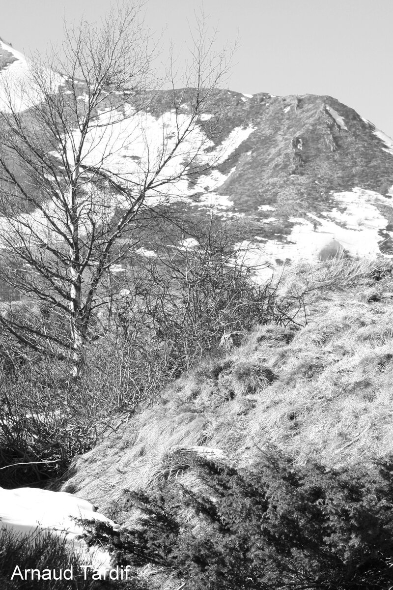 0064 Paysage d'Auvergne - Vue de la D36 en direction du Col de la Croix St Robert BLOG