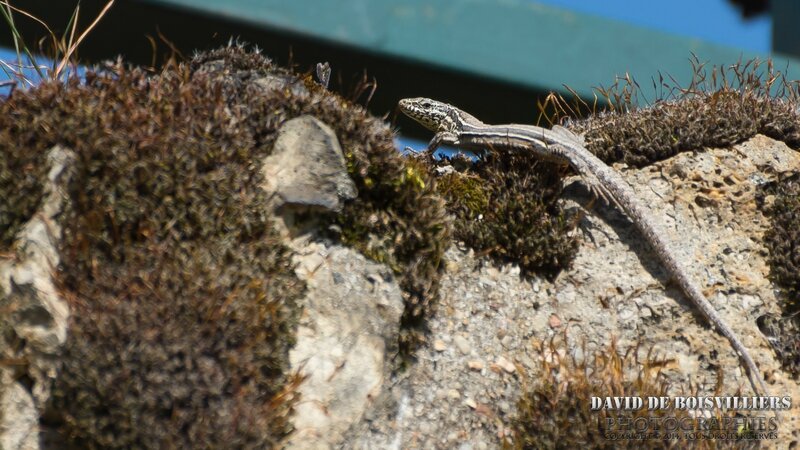 Lézard des Murailles (Podarcis muralis)