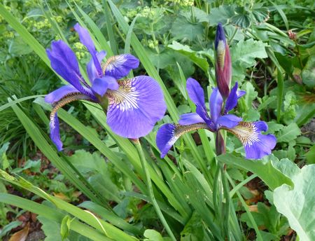 iris bleus