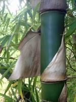 photo 19- Gaine de chaume caduque chez Bambusa vulgaris